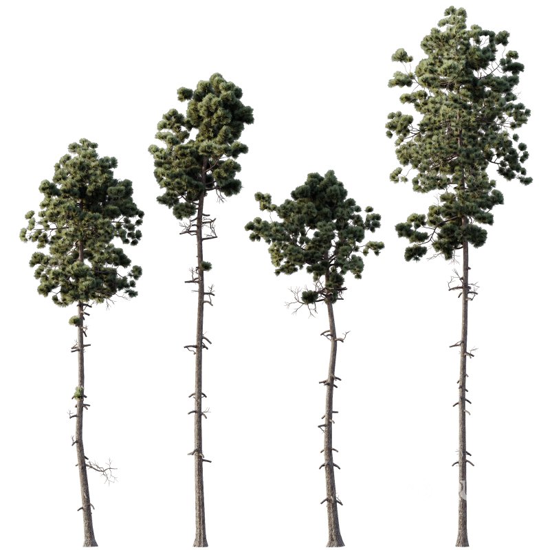 AV Plants Pinus Engelmannii Winter Snow Image 1