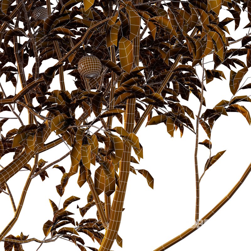 Diospyros Kaki Tree 02 Image 3