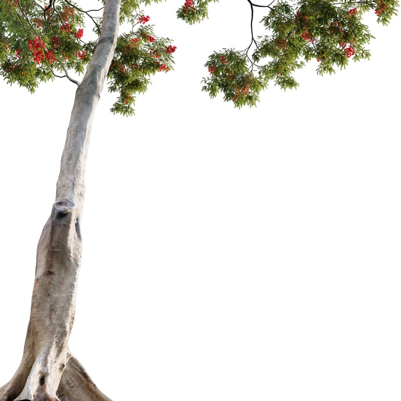 Dolonix regia – Royal Poinciana Image 2