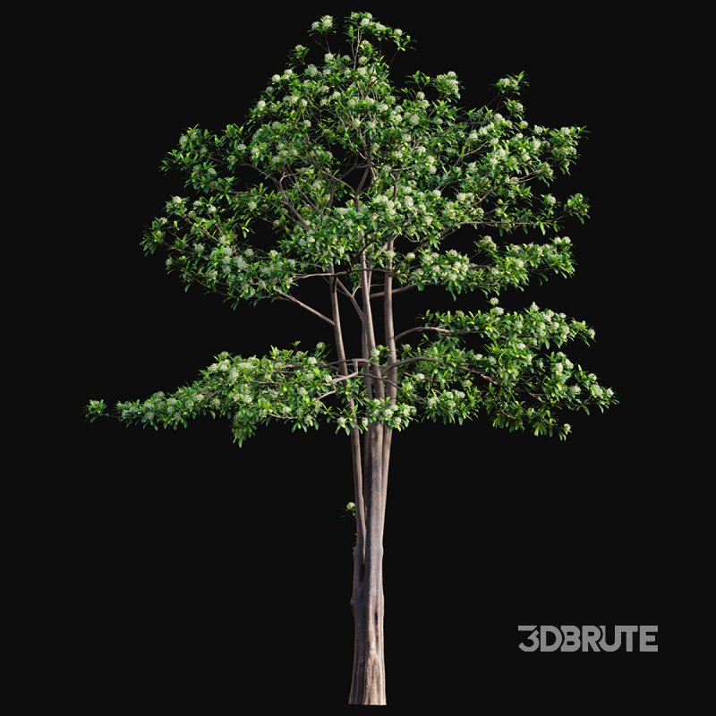 Alstonia scholaris – Milkwood Image 4