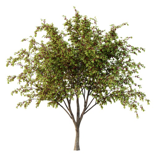 Prunus pseudocerasus Fruit Tree 06