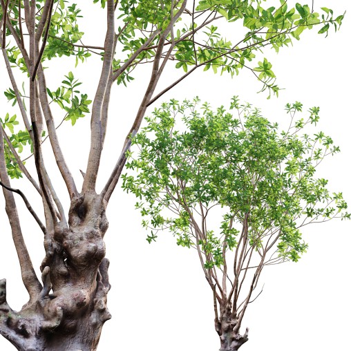 Barringtonia acutangula – green