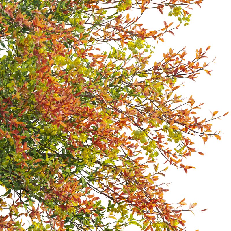 Berberis vulgaris – European barberry – Common barberry 01 Image 4