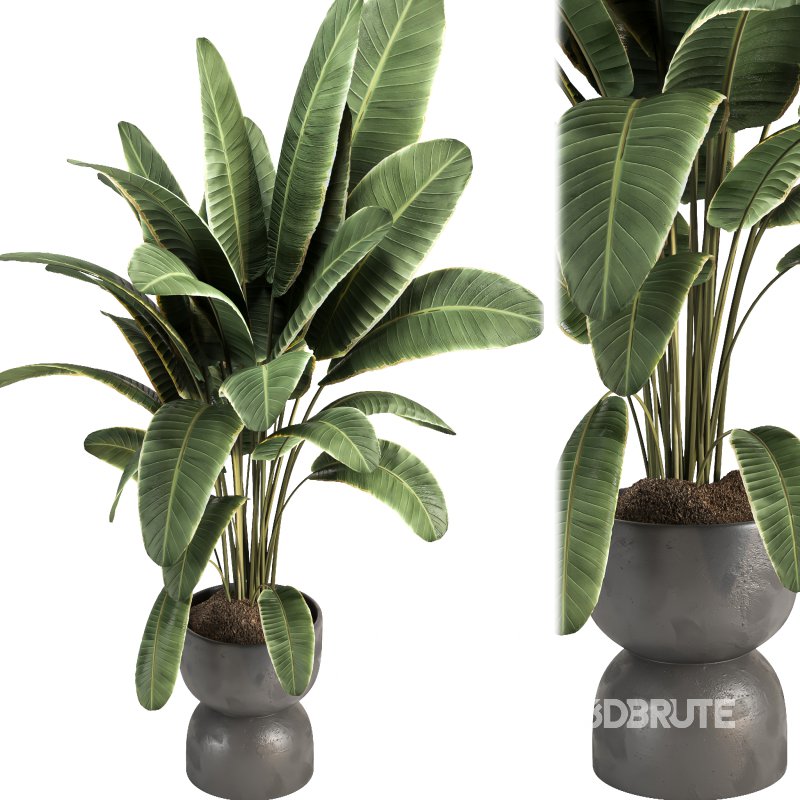 Indoor plant 08 Image 2