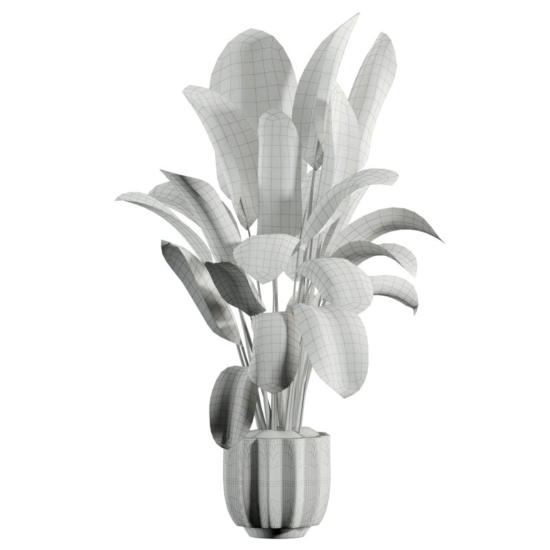 indoor plant 525 Image 2