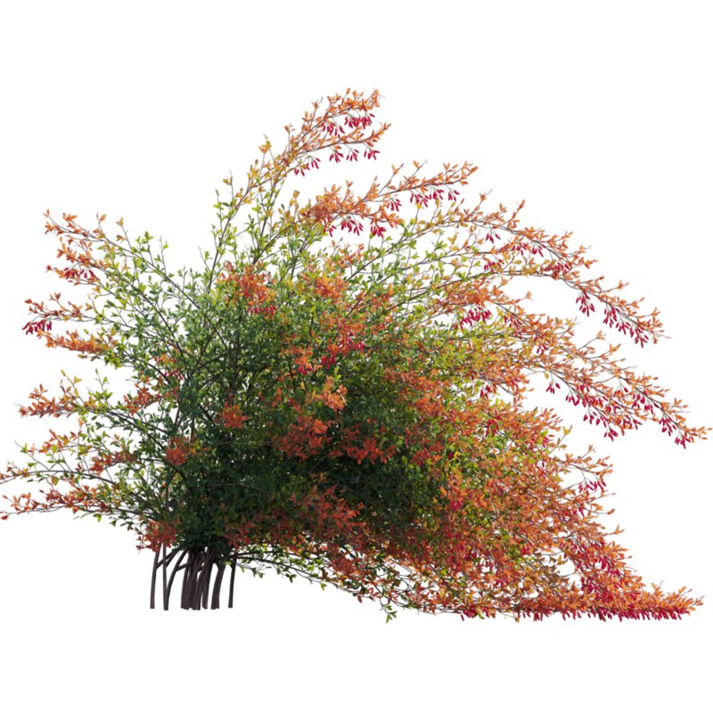 Berberis vulgaris – European barberry – Common barberry 02 Image 2