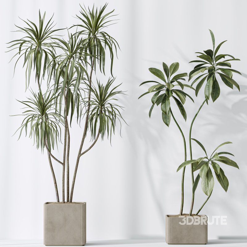 AV Indoor plants set 193 Mission Arbequina Olive and Lemon Lime Cane Dragon and Ficus African Fig and Green Sansevieria Image 5