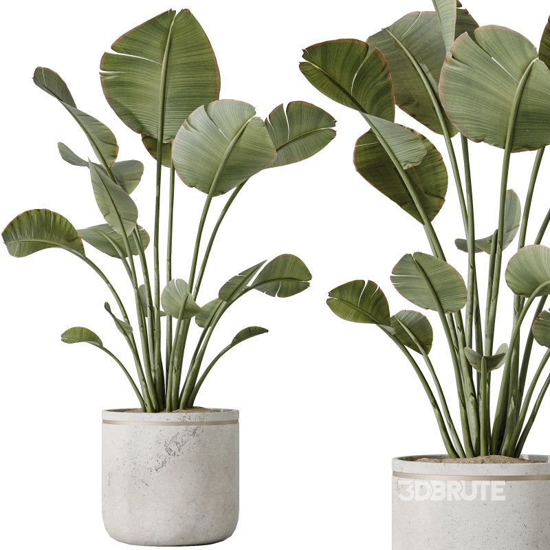 AV Indoor plants set 192 Mission Olive and Banana Strelitzia and Lily Domino and Aloe Vera Image 4