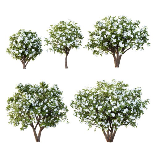 Michelia Maudiae Tree 04