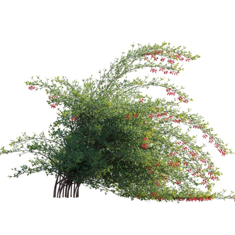 Berberis vulgaris – European barberry – Common barberry 04 Image 3