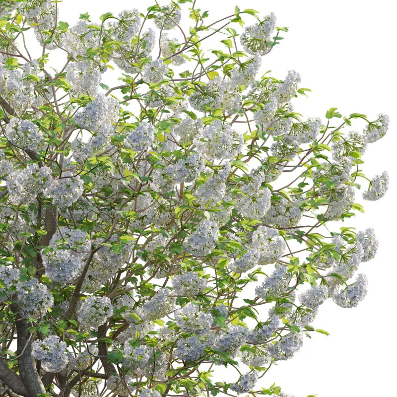 Viburnum opulus Roseum – European Cranberry bush 04 Image 4