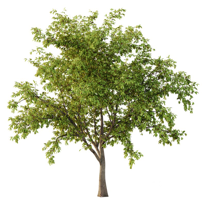 ntal tree for its tendency to bloom, flowers before leaves, earlier than the Japanese cherry Prunus serrulata. A tetraploid with 2n=32 chromosomes, it is used as rootstock for other flowering cherries. It is the parent of a number of hybrid cultivars. It is resistant to the fungal disease cherry leaf spot. P. pseudocerasus is near extinction in the wild due anthropogenic activities. Image 3