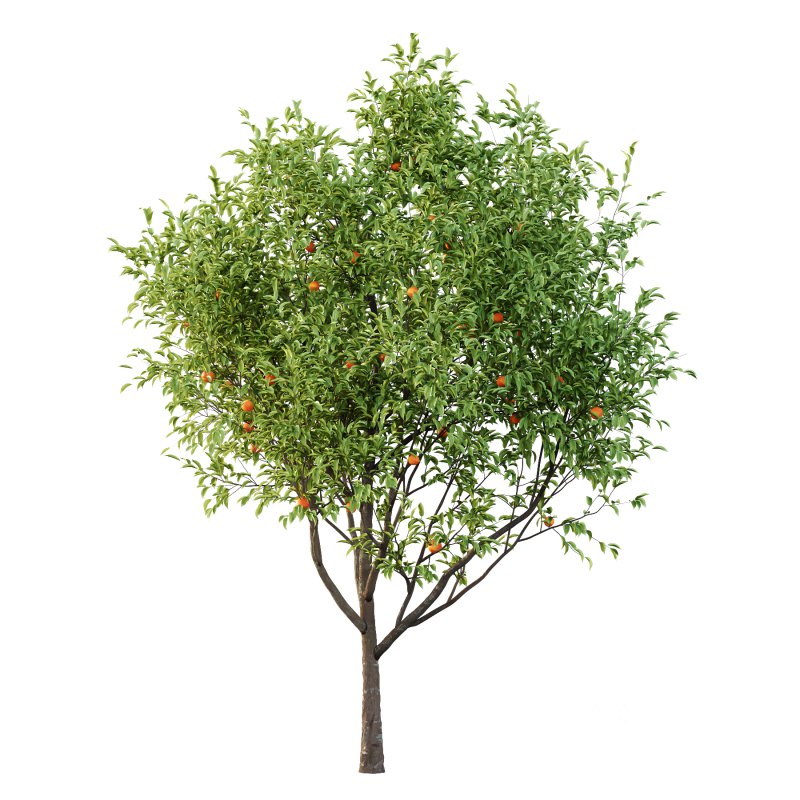 Diospyros Kaki Tree 02 Image 1