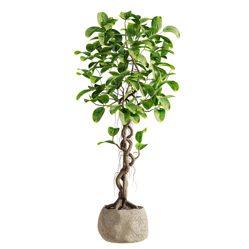 bonsai Ficus plant Image 1