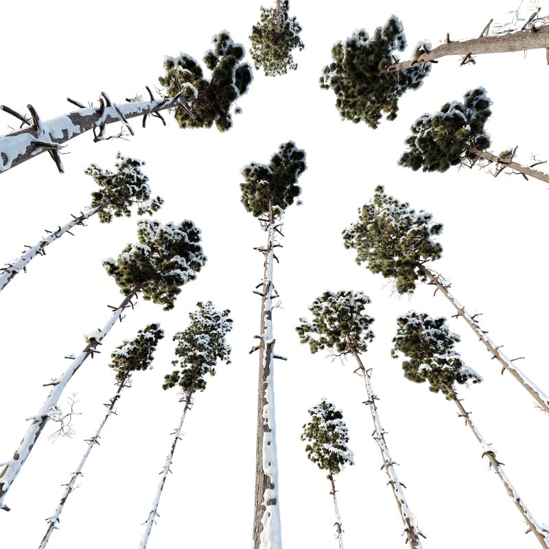 AV Plants Pinus Engelmannii Winter Snow Image 2