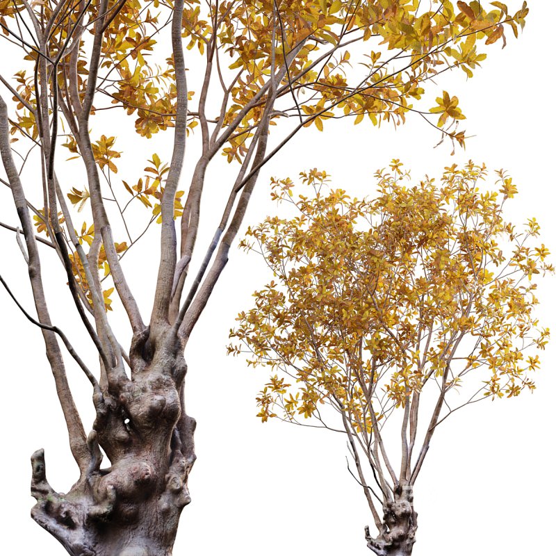 Barringtonia acutangula – fall Image 1