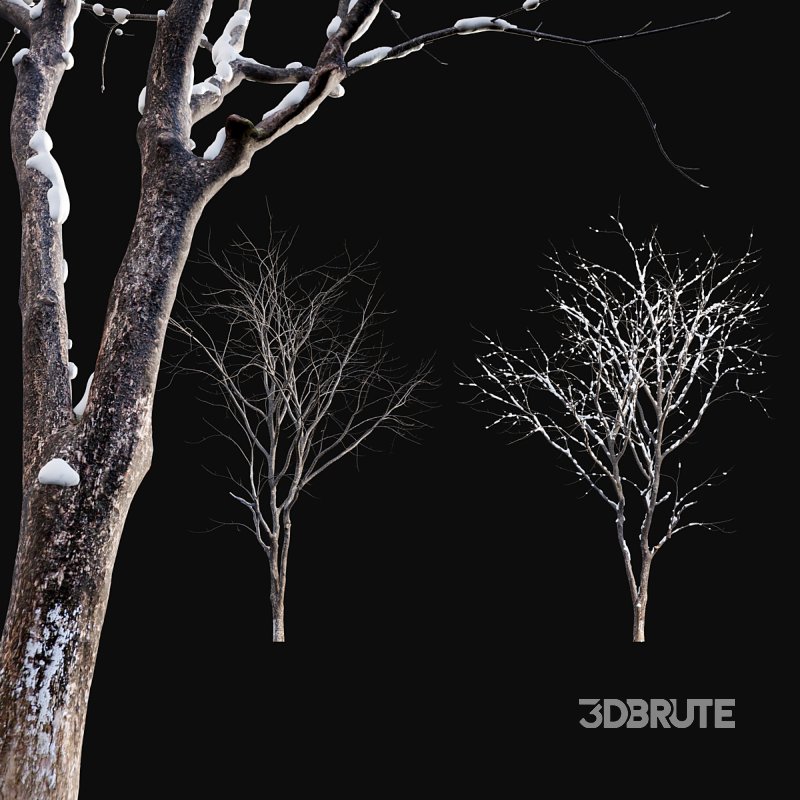 Juglans regia – Common walnut – winter – snow Image 2