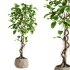 bonsai Ficus plant - Thumbnail 3