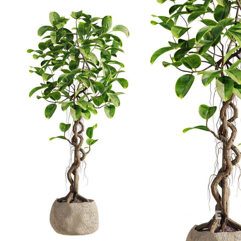 bonsai Ficus plant Image 3