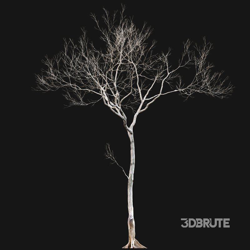 Dolonix regia – Royal Poinciana – Winter Image 5