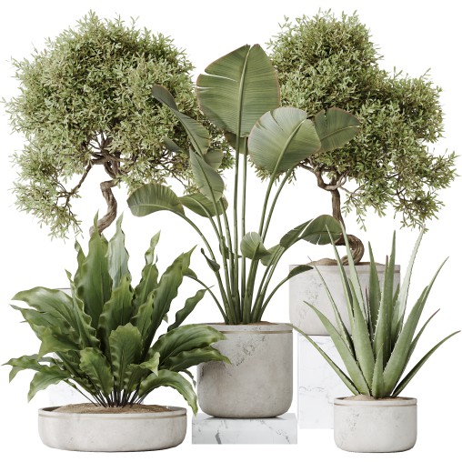 AV Indoor plants set 192 Mission Olive and Banana Strelitzia and Lily Domino and Aloe Vera