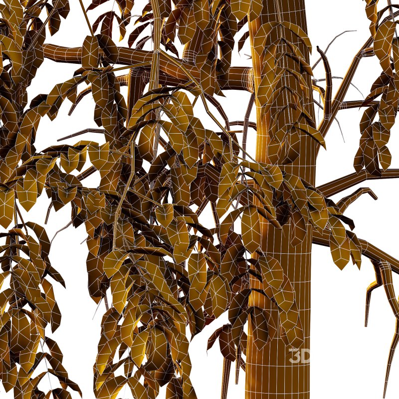 Parashorea Chinensis Tree 02 Image 1