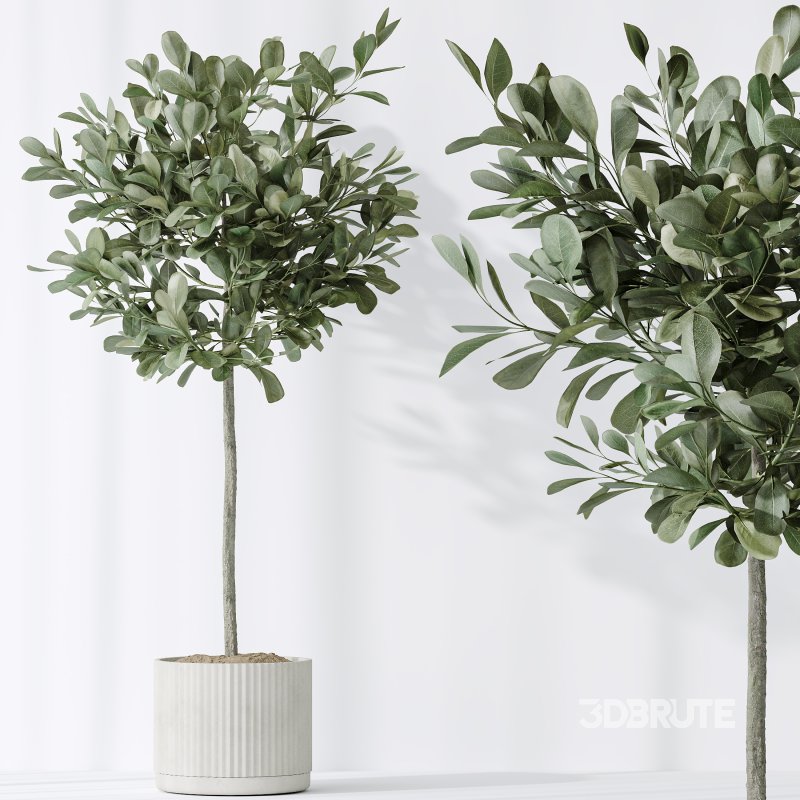 AV Indoor plants set 195 Mission Arbequina Olive and Ficus Microcarpa Moclame and Zamiifolia Araceae and ParadiseBird Image 6