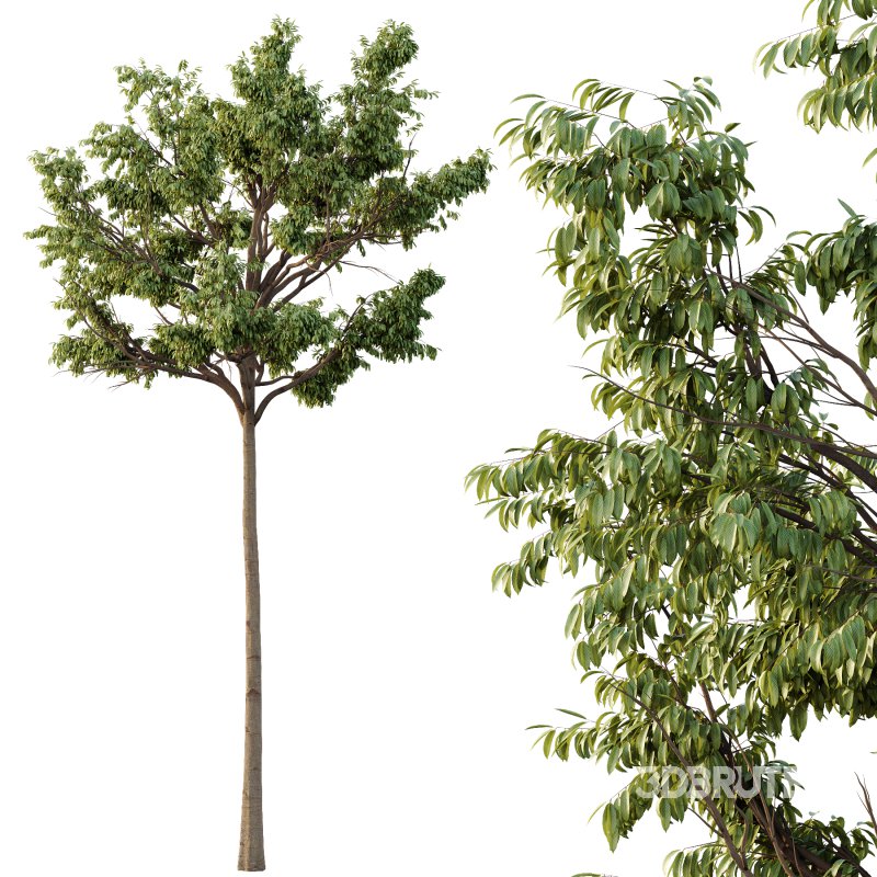 Parashorea Chinensis Tree 04 Image 2