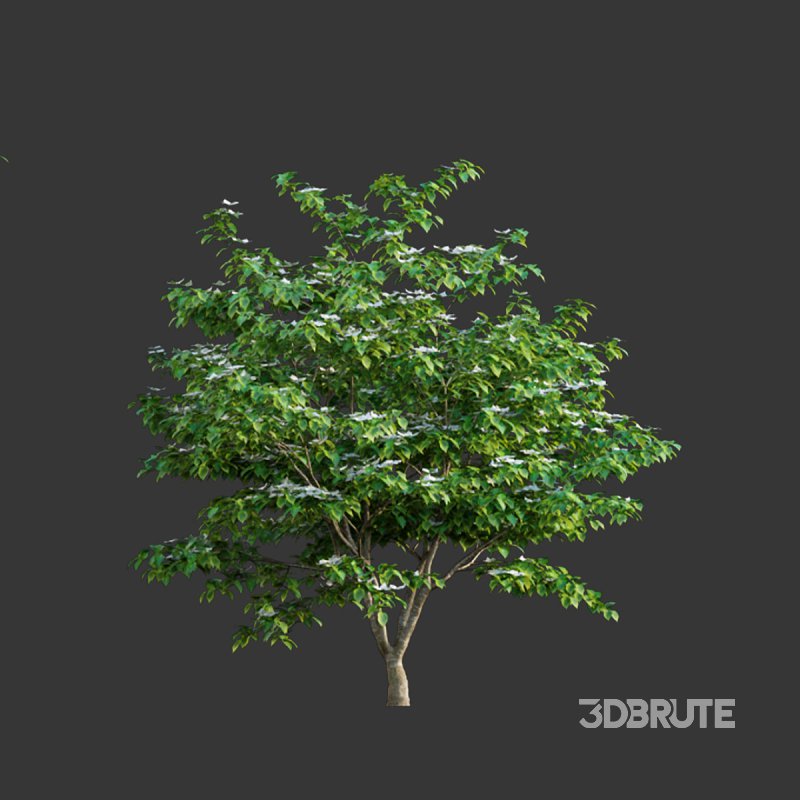 Cornus kousa -Chinese Dogwood – Kousa Dogwood Image 3