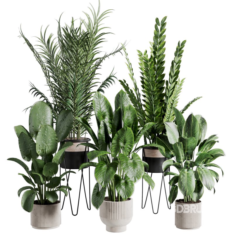 indoor plant 523 Image 3