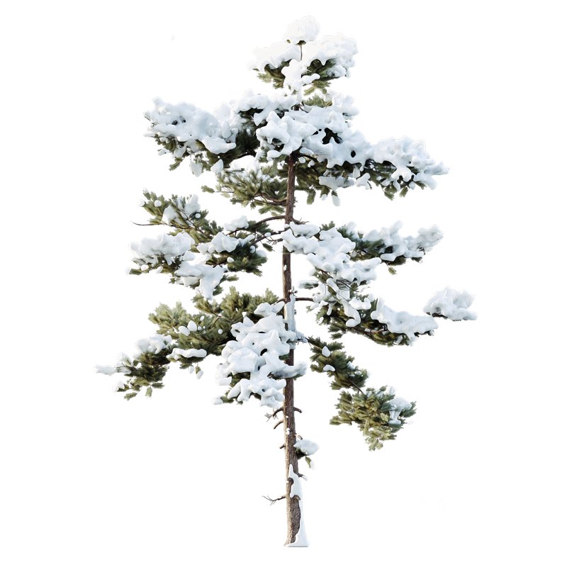 AV Plants Pinus Echinata Winter Snow Set03 Image 3