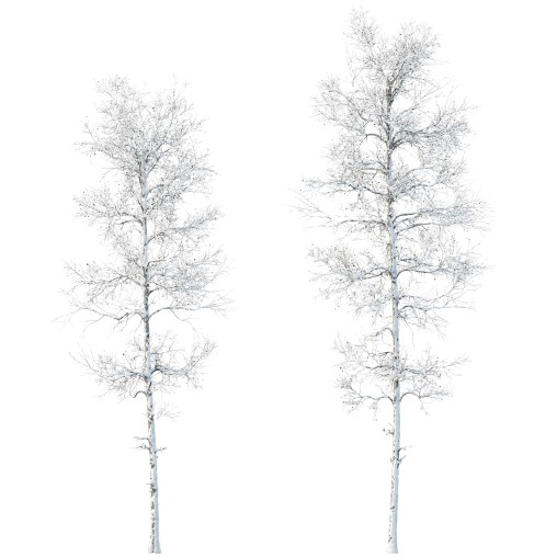 AV Plants Populus Tremuloides Winter Snow