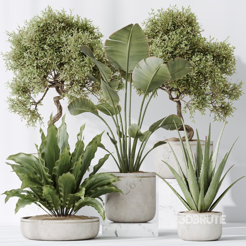 AV Indoor plants set 192 Mission Olive and Banana Strelitzia and Lily Domino and Aloe Vera Image 5