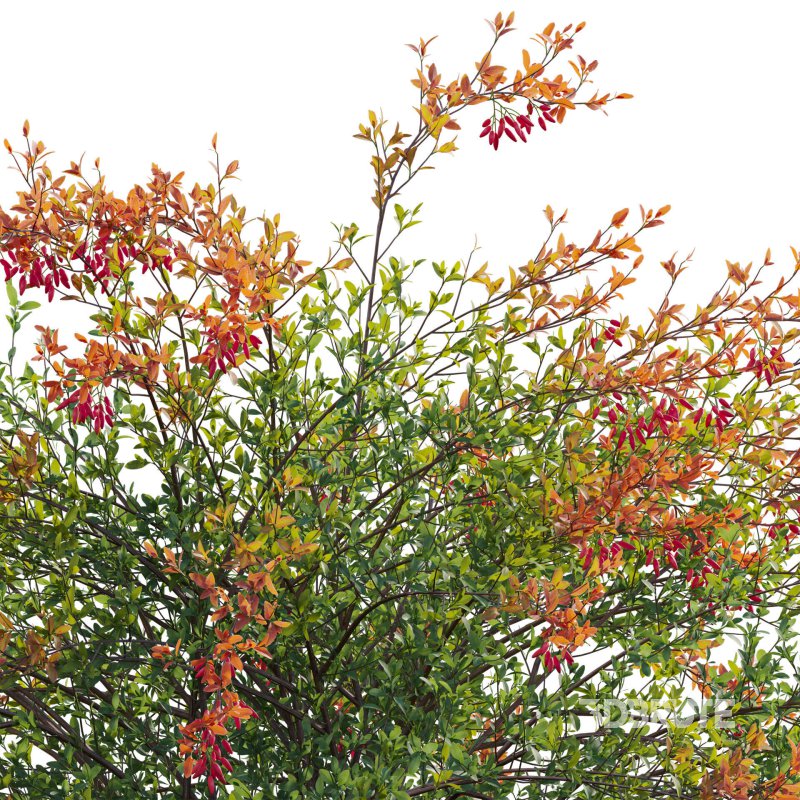 Berberis vulgaris – European barberry – Common barberry 02 Image 4