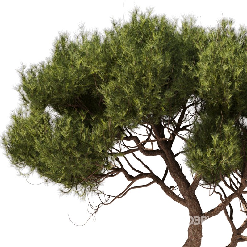Tree Set28 – Pine tree Image 3