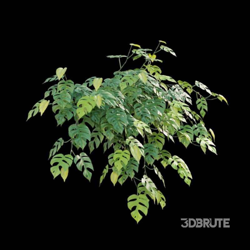 Rhaphidophora tetrasperma – Mini Monstera Image 4