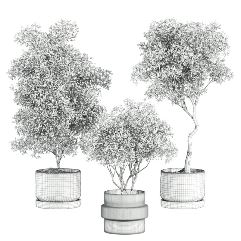 indoor plant Image 4