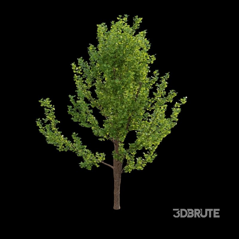 Ginkgo biloba 02 Image 4