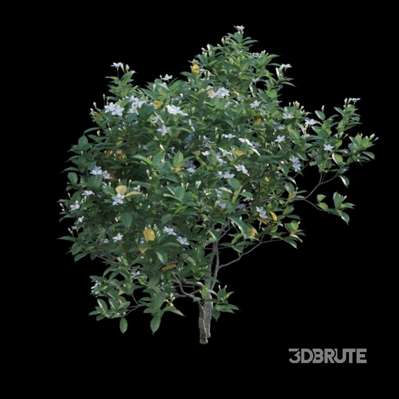 Gardenia augusta – Houttuynia – Gardenia jasminoide – 01 Image 5