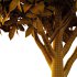 Michelia Maudiae Tree 04 - Thumbnail 7