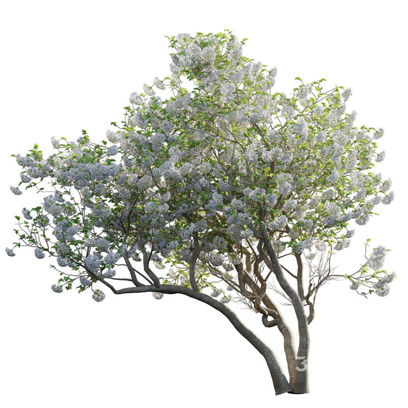 Viburnum opulus Roseum – European Cranberry bush 04 Image 2