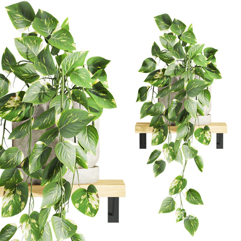 plants set on shelf Image 3