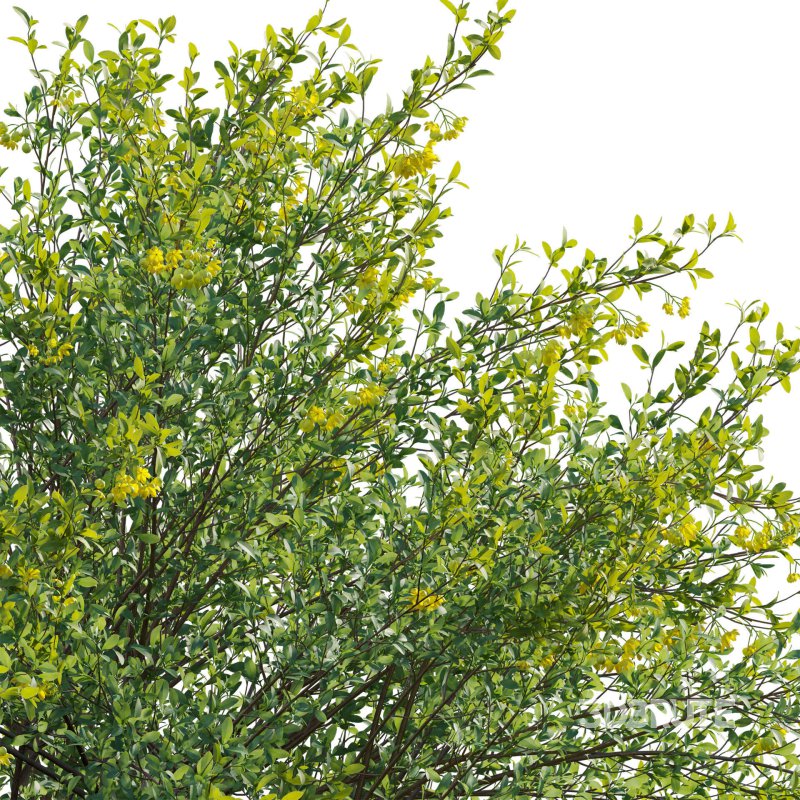 Berberis vulgaris – European barberry – Common barberry 03 Image 4