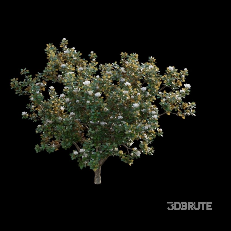 Magnolia grandiflora 02 Image 3