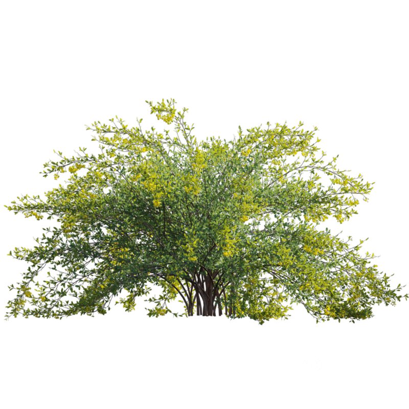 Berberis vulgaris – European barberry – Common barberry 03 Image 2