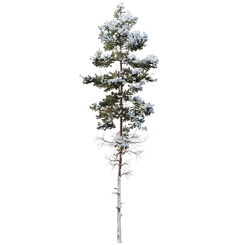 AV Plants Pinus Nigra Sylvestris Subsp Winter Snow Image 3