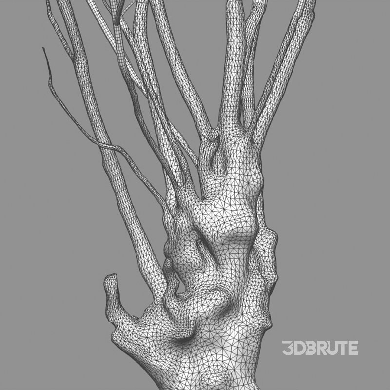 Barringtonia acutangula – green Image 5