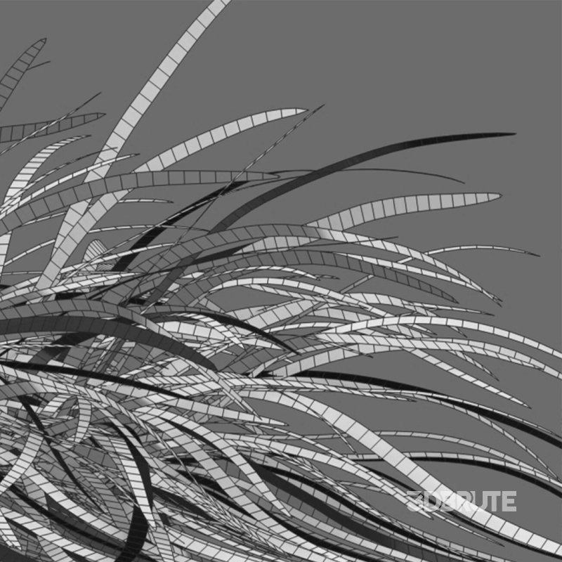 Ophiopogon japonicus Image 2