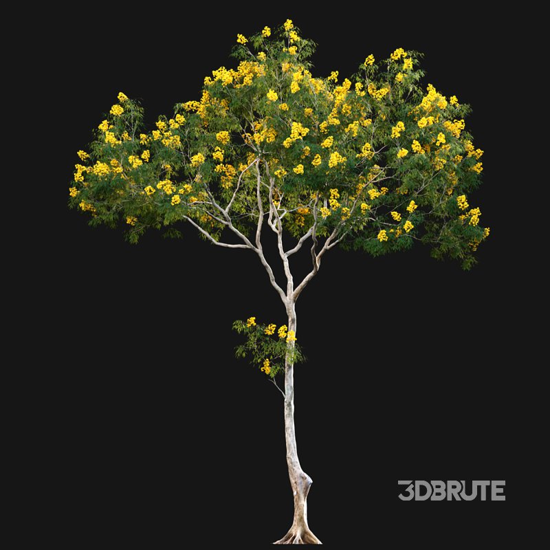 Cassia splendida – Golden Wonder Senna Image 3