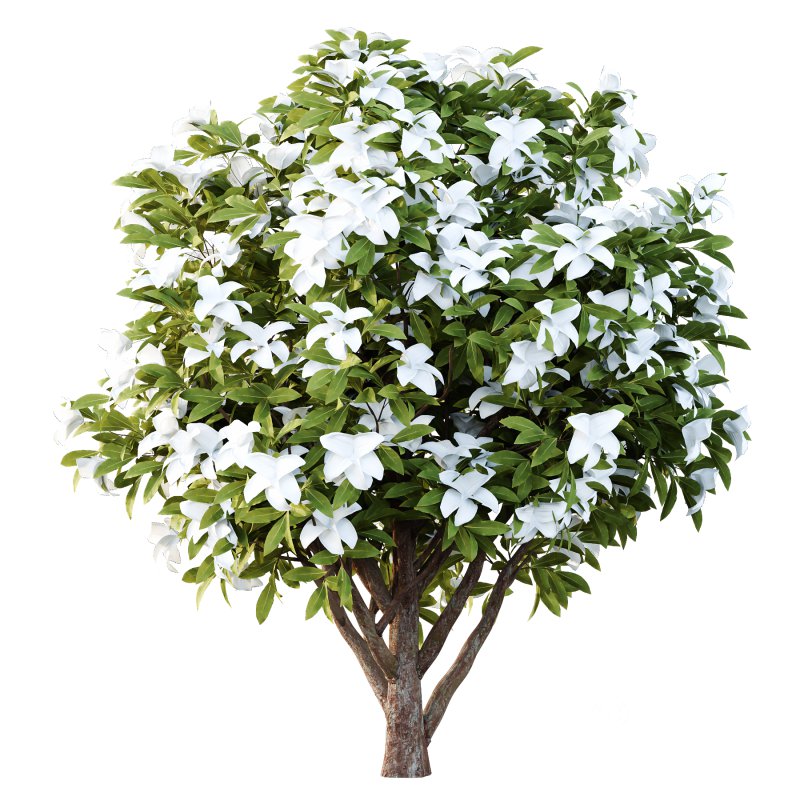 Michelia Maudiae Tree 04 Image 5